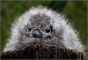 Fluffy White Tern Chick 